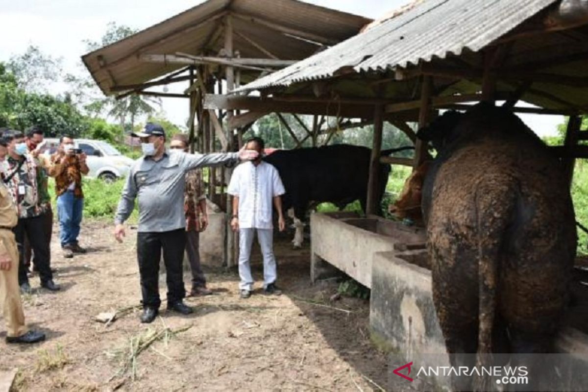 Gapoktan Bangka Tengah panen 152 sapi hasil penggemukkan KUR