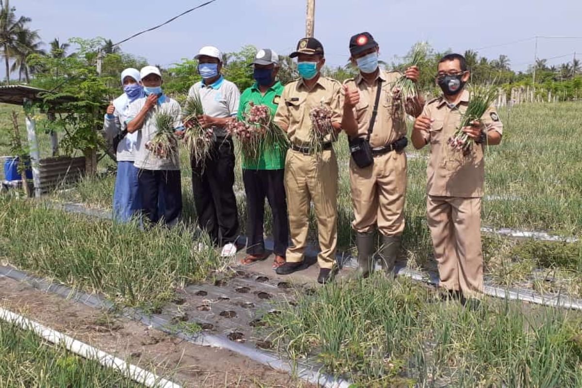 Kelompok Petani Kulon Progo panen bawang merah di lahan pasir