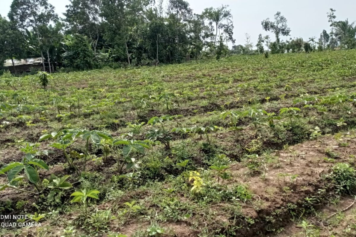 Petani Lebak Banten kembangkan tanaman porang karena permintaan ekspor tinggi