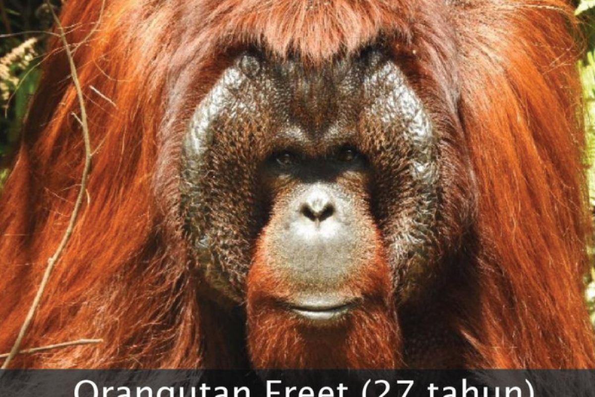 BKSDA lepasliarkan tiga orangutan