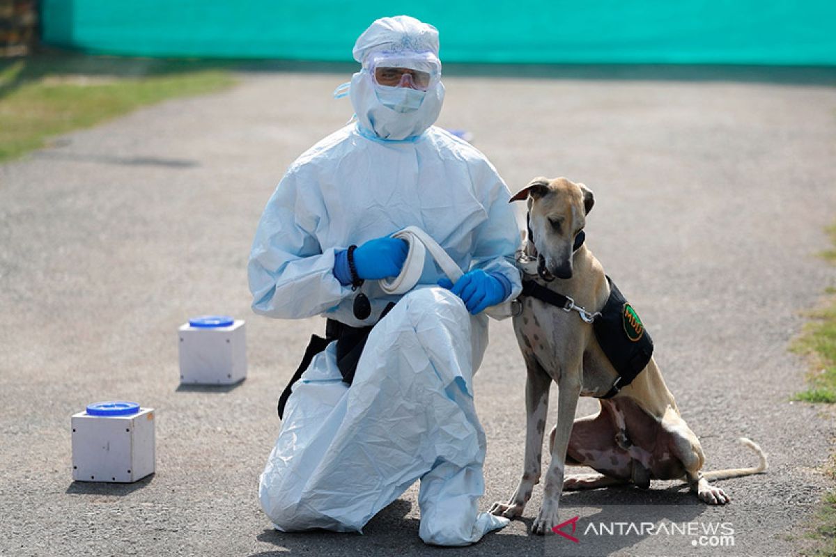 Virolog tidak sarankan manfaatkan anjing pelacak deteksi COVID-19