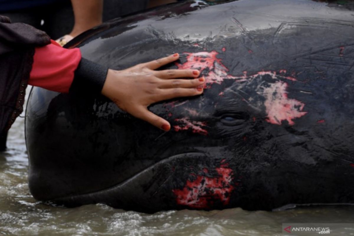 KKP dalami penyebab mamalia laut terdampar massal di Indonesia