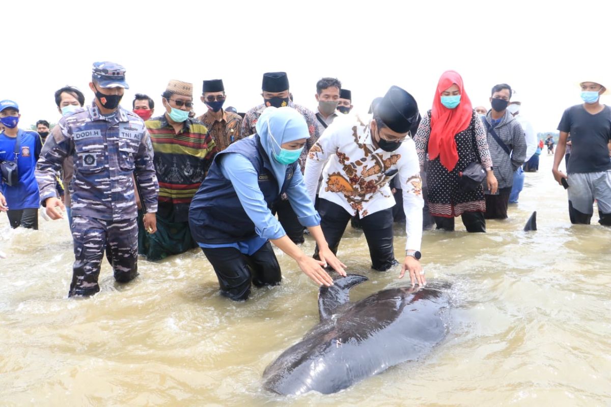 Pemprov Jatim libatkan FKH Unair teliti sampel paus terdampar di Bangkalan