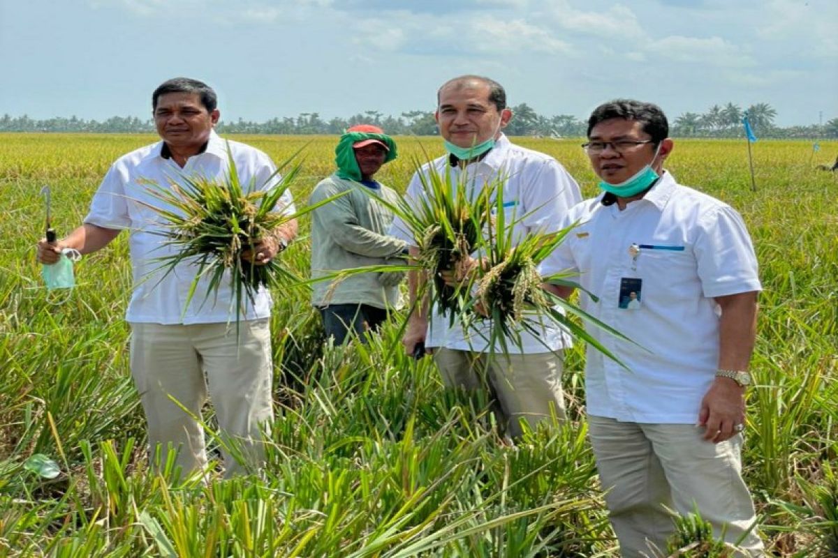 Bulog Sumut beli 3.451 ton beras petani