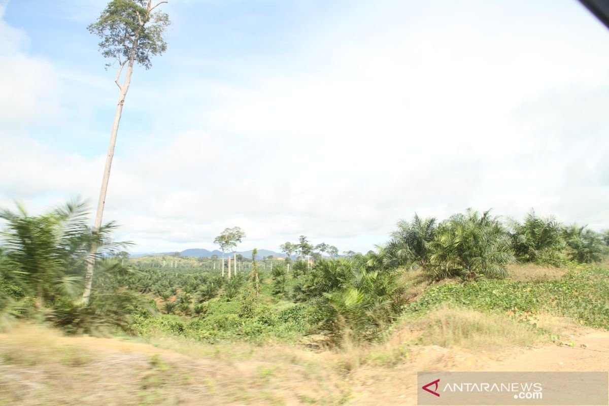 Masyarakat Adat Modang Long Bentuq Tolak Hasil Mediasi dengan PT SAWA