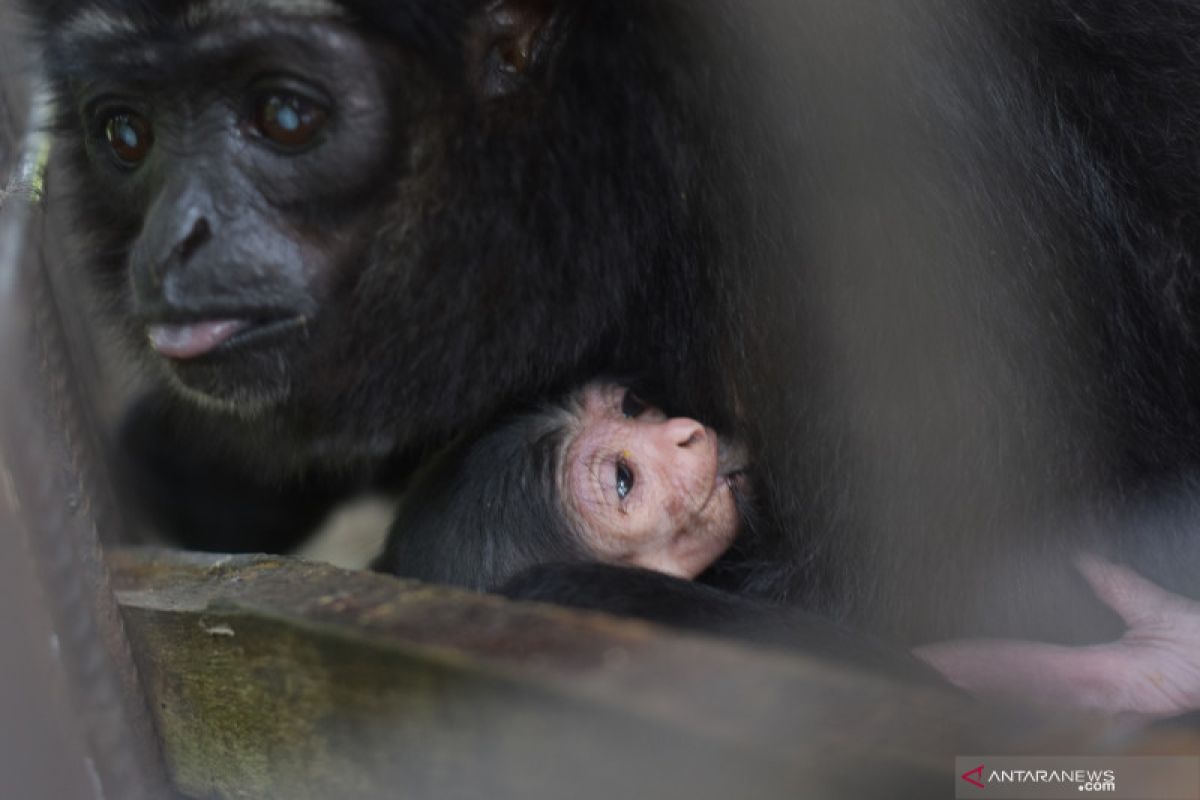 Owa Ungko melahirkan bayi sehat di kandang transit BBKSDA Riau