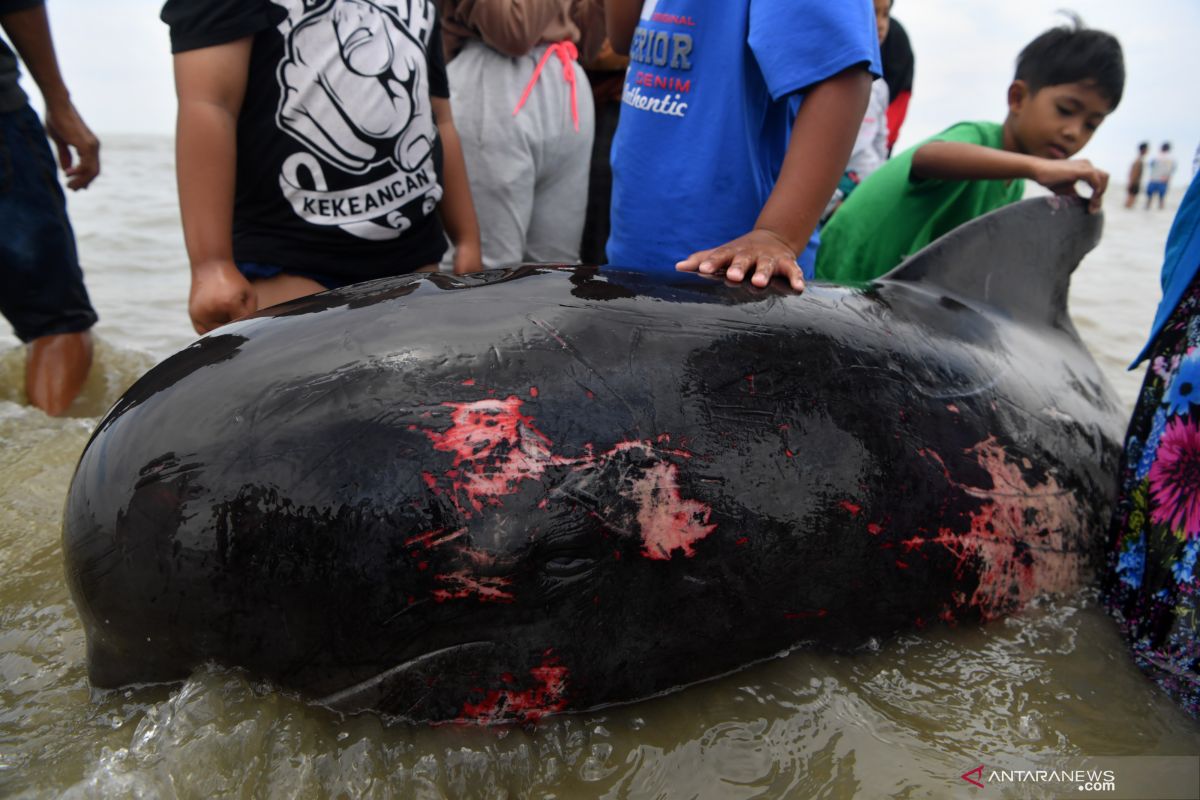 KKP kaji penyebab paus pilot terdampar di Bangkalan