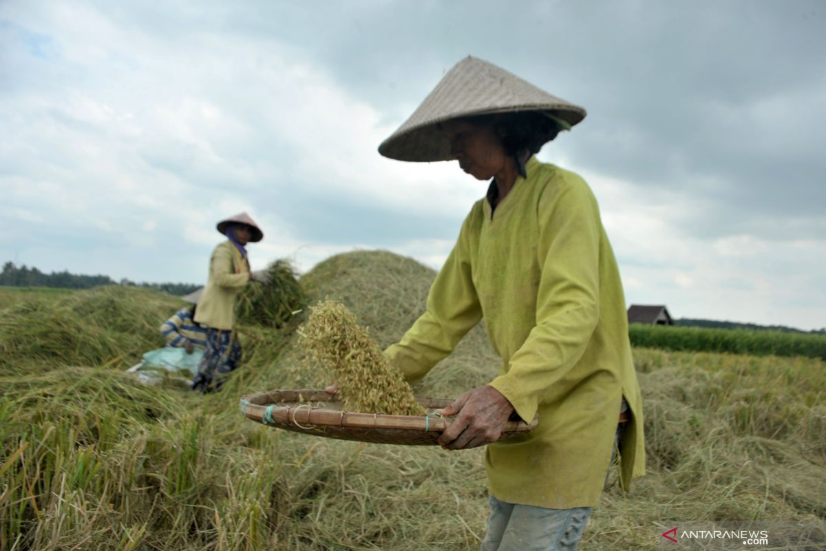 Sumsel alami peningkatan produksi padi di tengah pandemi