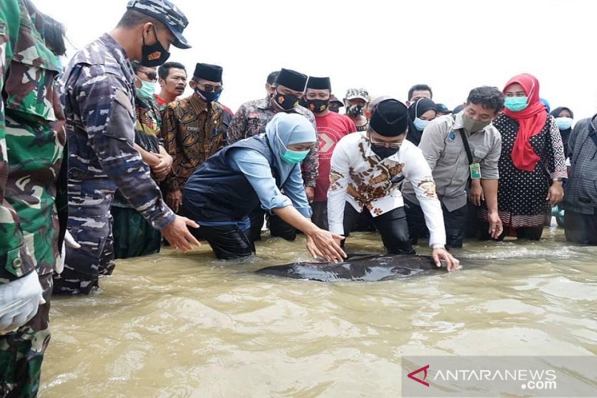 Gubernur Khofifah lepas ikan paus terdampar di Pantai Modung Bangkalan