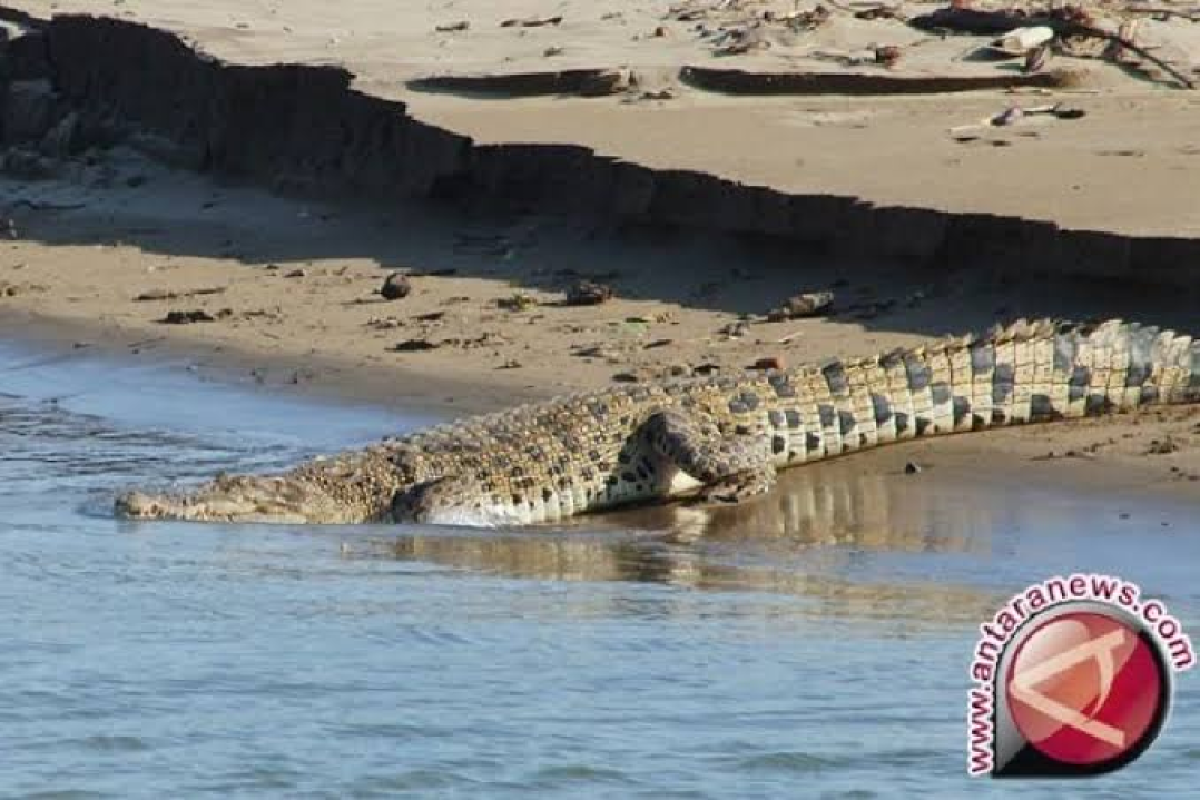 BKSDA: Nelayan Aceh diterkam buaya karena berenang ke habitat