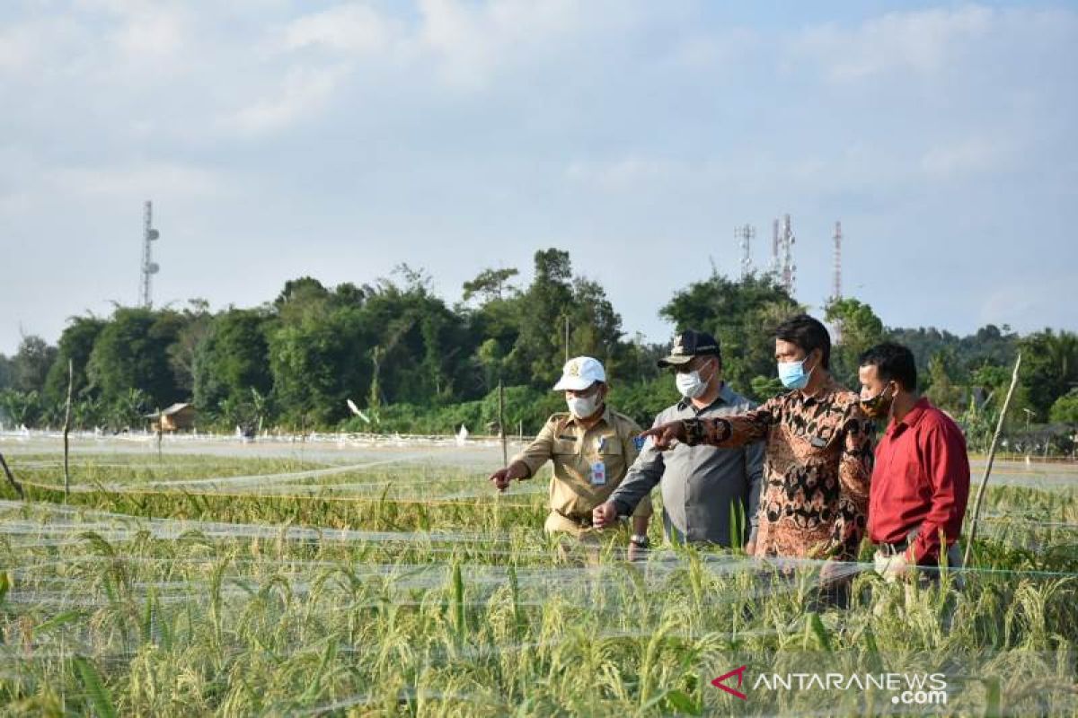 Babel ujicoba teknologi drone tingkatkan produksi padi di Namang