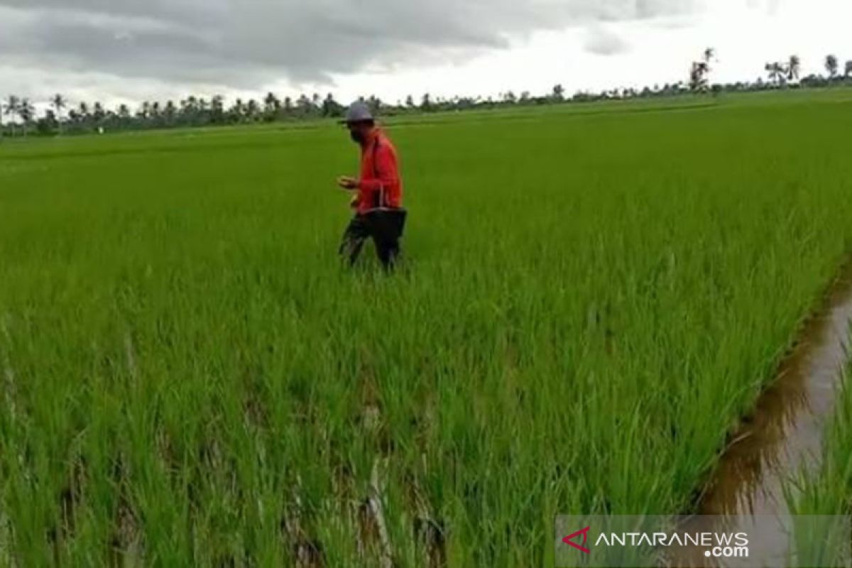 LSM kembangkan nutrisi tanaman atasi kelangkaan pupuk di Aceh Utara