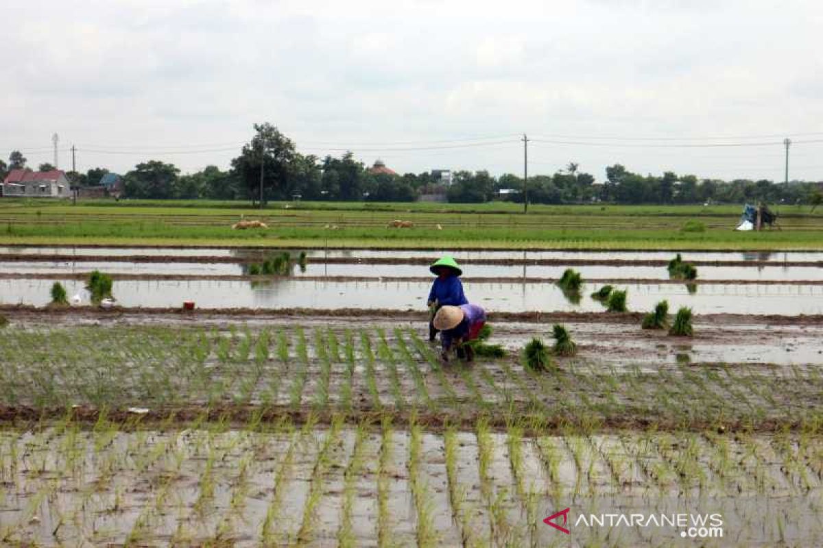 Cuaca ekstrem tak berdampak signifikan bagi pertanian di Boyolali