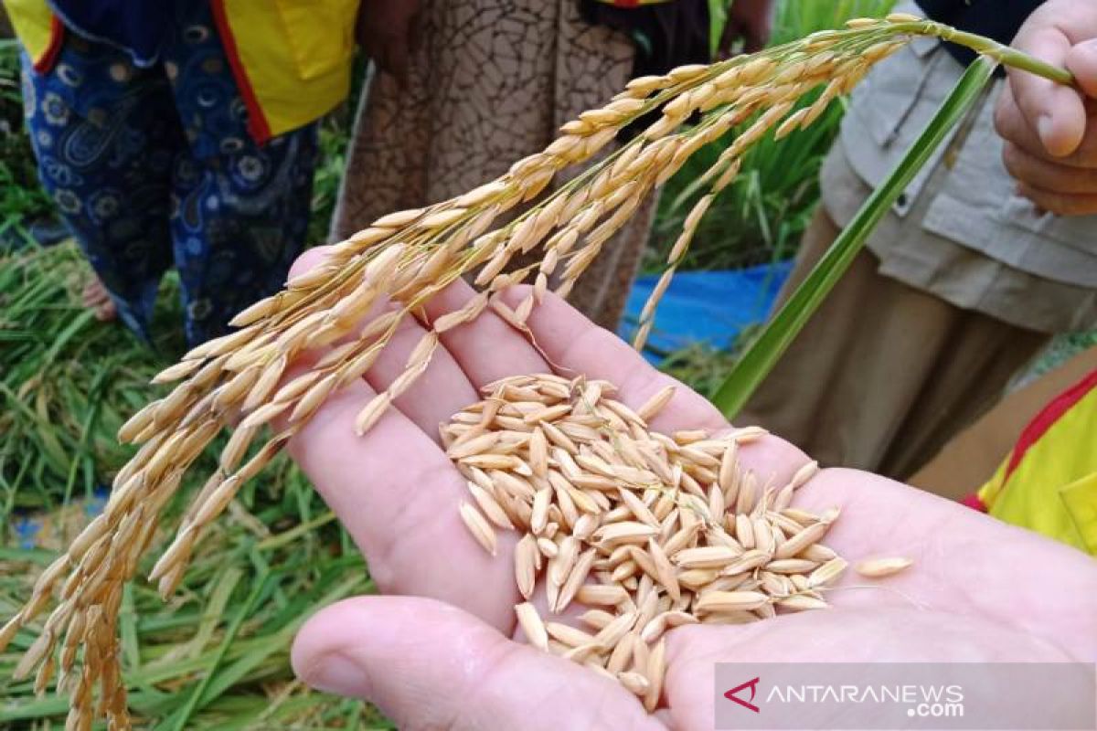 Panen padi perdana varietas Cakrabuana capai 11 ton per ha