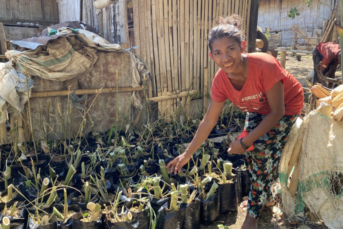 Pemprov NTT, KLHK, Yayasan Bambu Lestari lakukan pelestarian bambu di Pulau Flores libatkan 196 perempuan