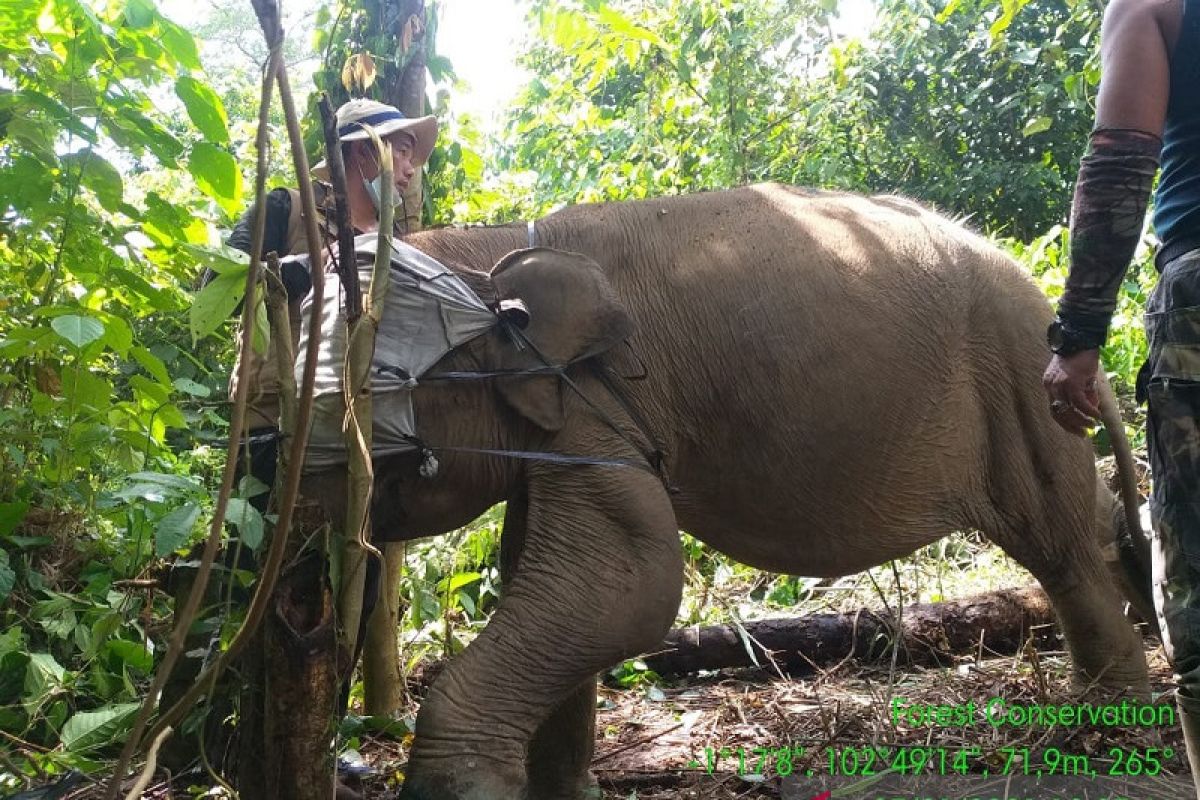 Mengubah konflik manusia-gajah menjadi 'koeksistensi' penyangga TNBT