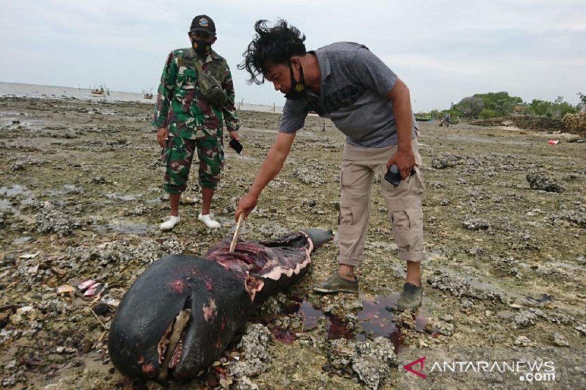 Seekor ikan paus terdampar di Bangkalan ditemukan dalam kondisi terpotong-potong