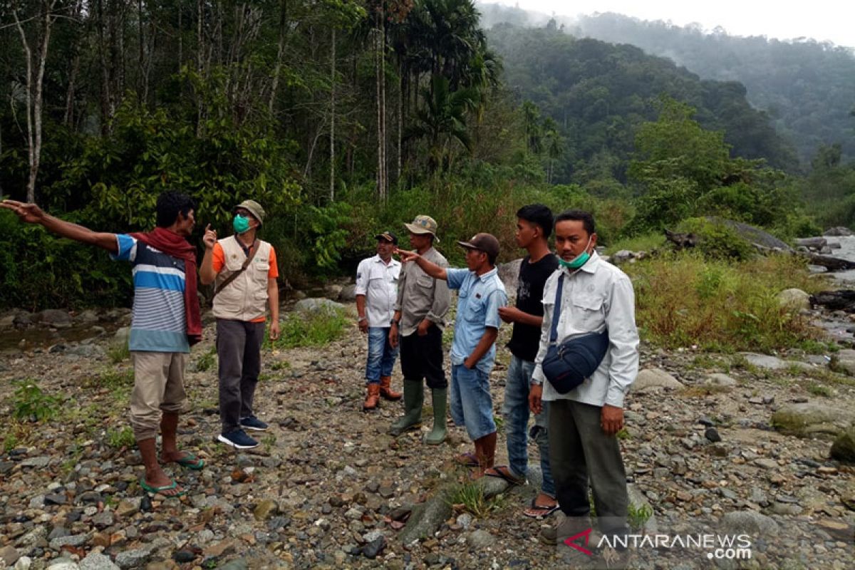 BKSDA: Harimau masuk perkampungan di Rao Utara dipastikan dua ekor