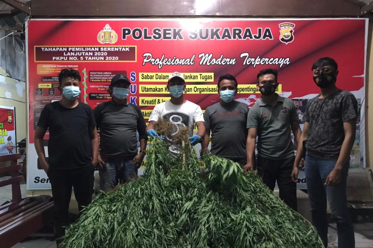 Ada  ladang ganja di area  kebun kopi seluas dua hektare  di Seluma