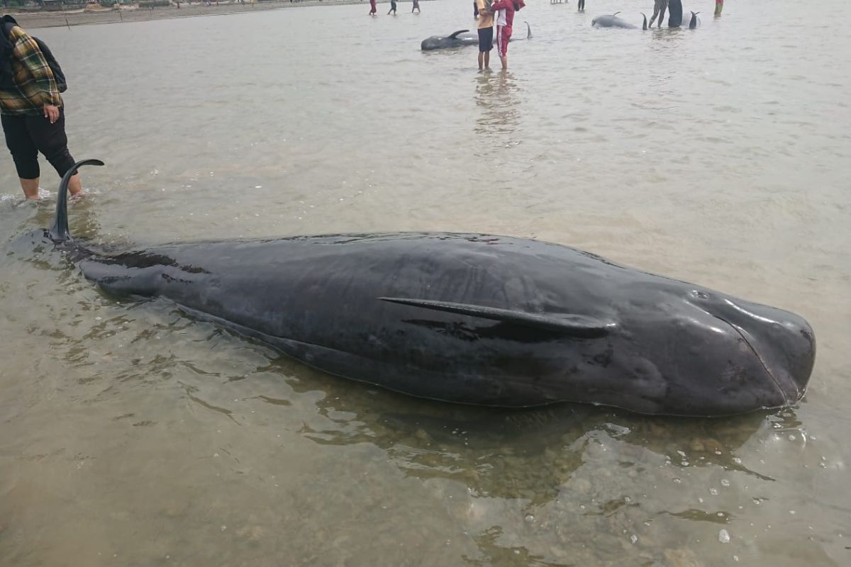 Puluhan paus pilot terdampar, diduga ikut 'komandannya' yang sakit di bibir pantai