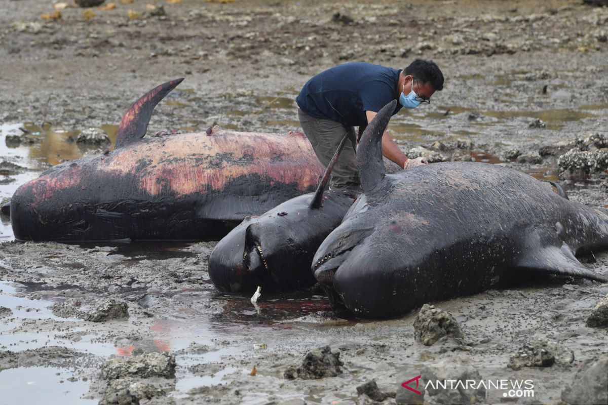 Penjelasan pakar biologi ITS soal terdamparnya paus pilot di Bangkalan