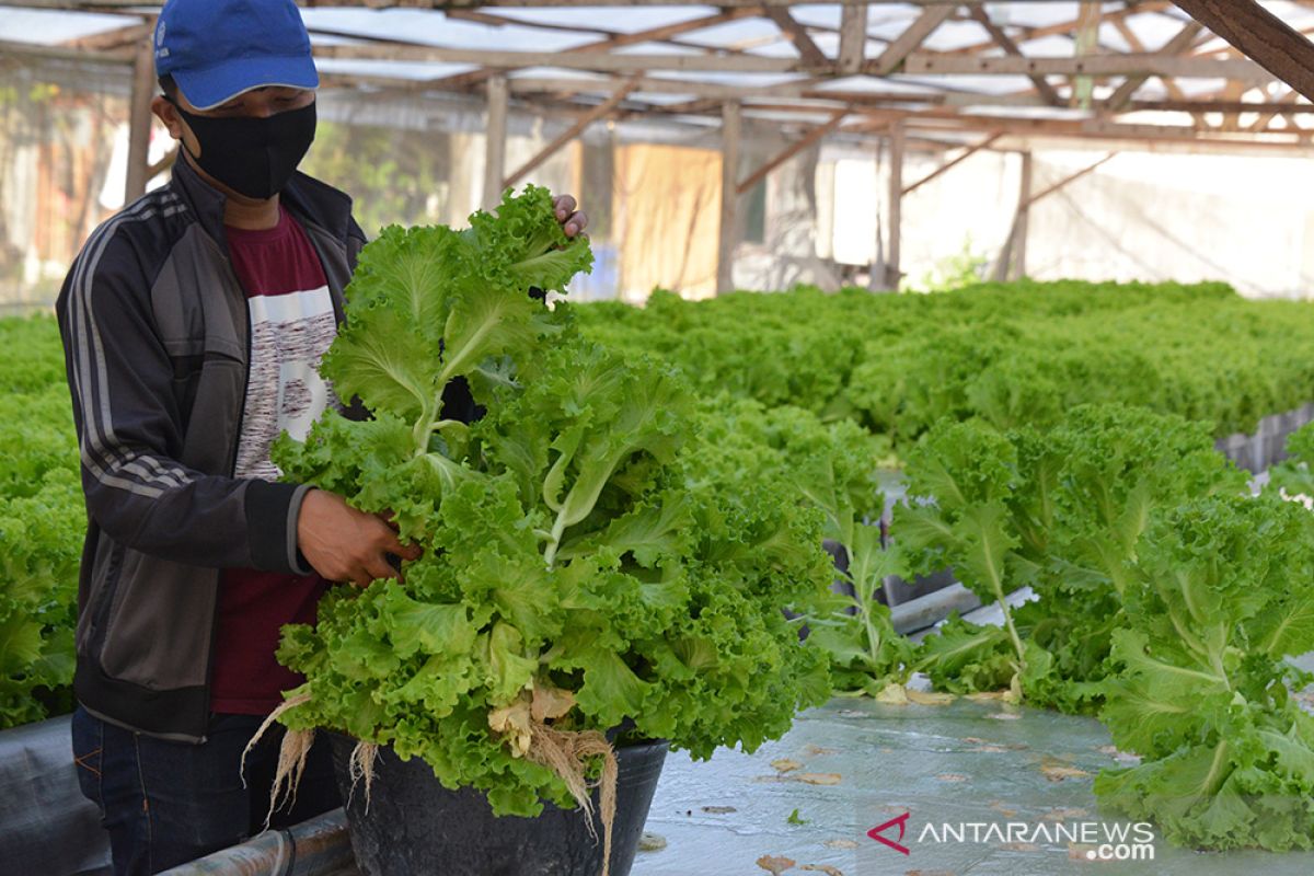 Tanaman Sayur Hidroponik