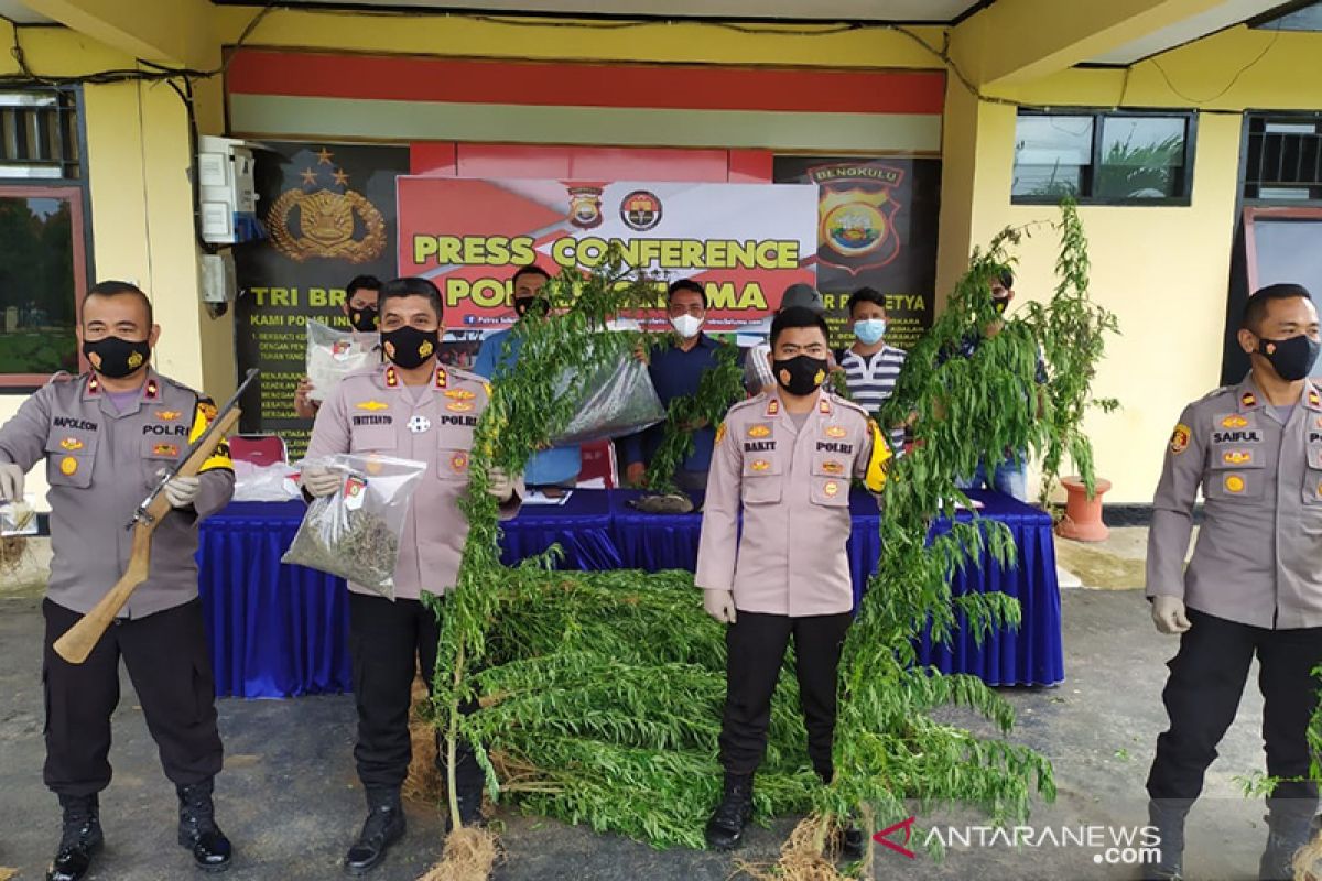 Polisi temukan 2 ha ladang ganja di Seluma Bengkulu
