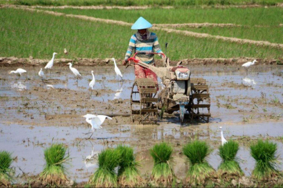 267 hektare sawah di  Pekalongan terdampak banjir