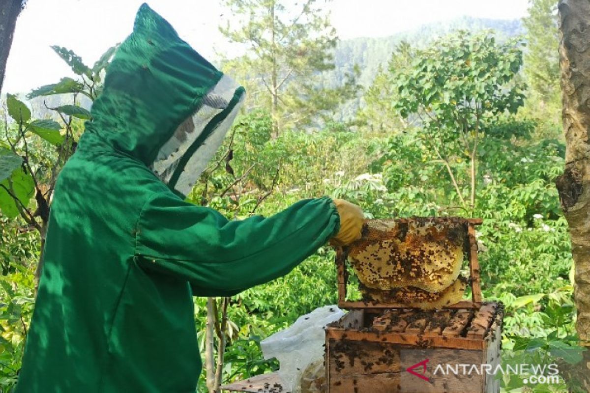 'Situak Ni Loba', madu hutan khas kawasan Danau Toba