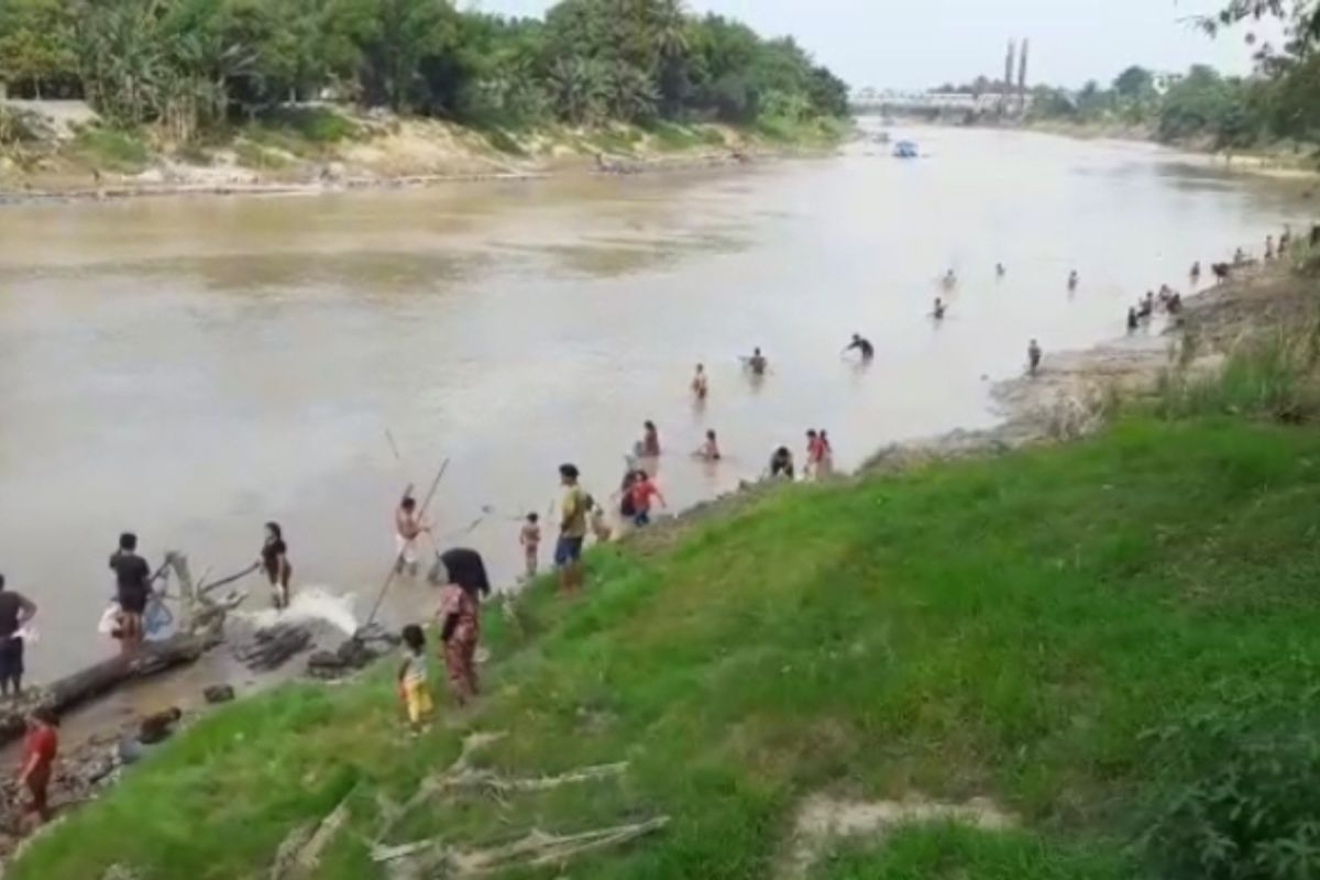 Warga pinggiran sungai Wampu Stabat ketiban rezeki ikan mabuk