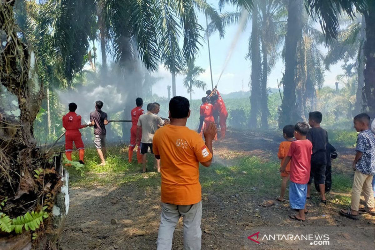 Lahan kelapa sawit di Agam Sumbar terbakar