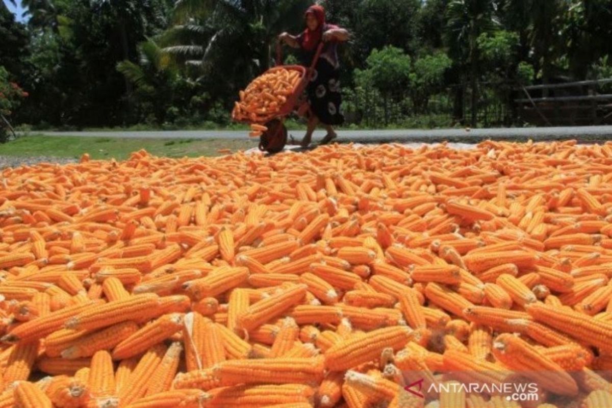 Aceh Timur target 1.000 hektare tanam jagung