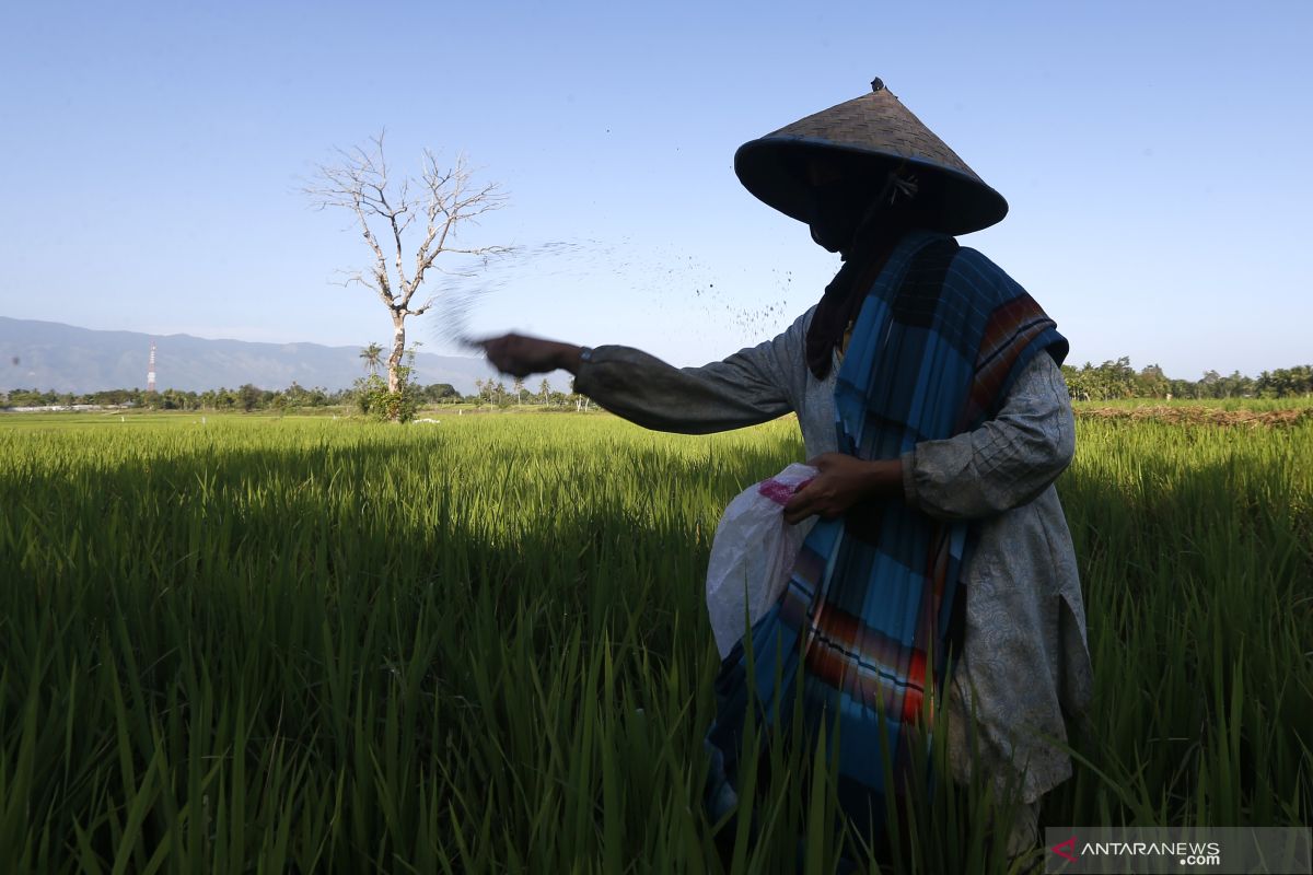 Banyak petani Abdya tidak nikmati pupuk subsidi, ternyata ini penyebabnya