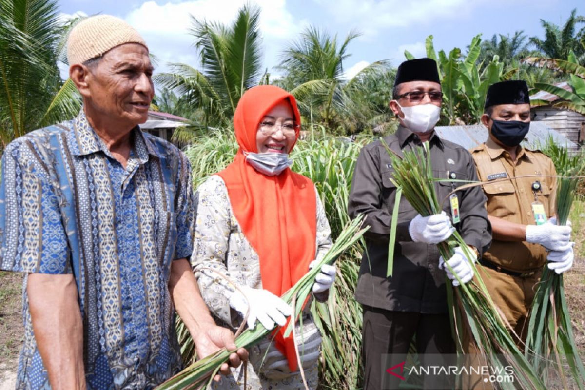 Penyulingan perdana Daun Serai Wangi di Siak, 500 kg diekstrak menjadi 5 kg