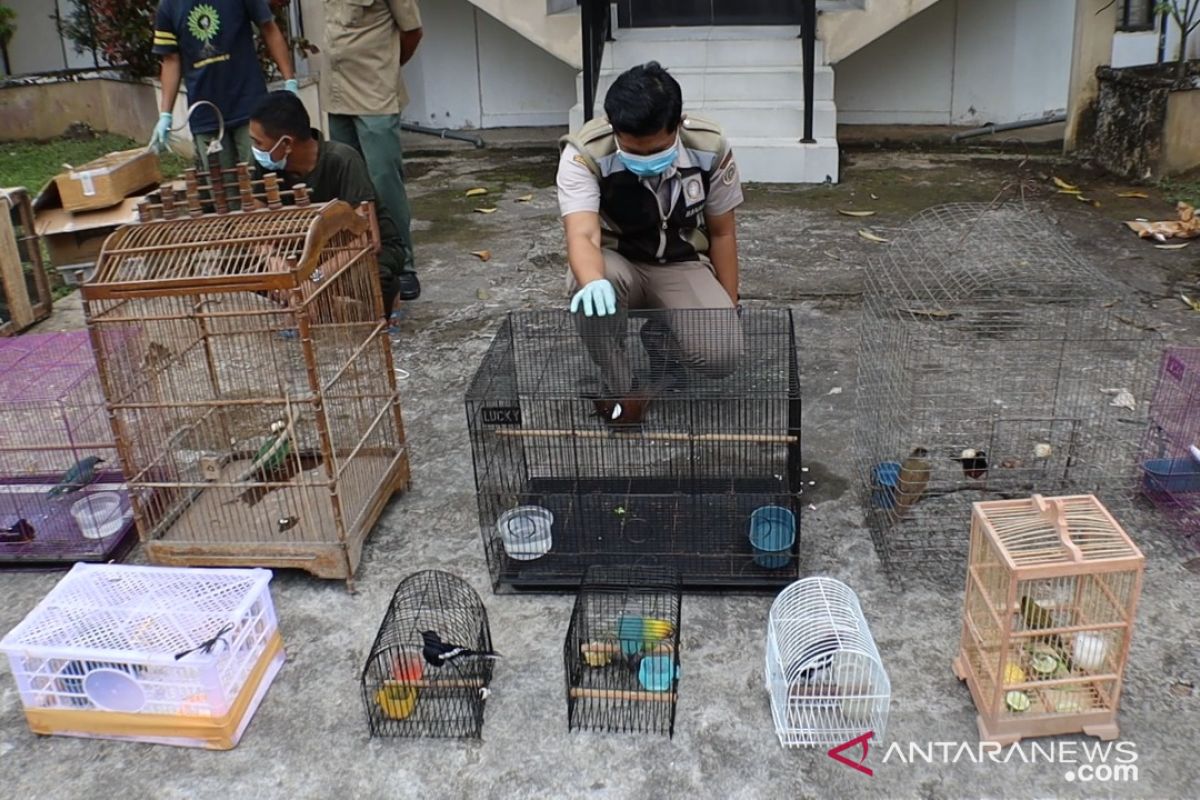 Ratusan burung  dicegah nyeberang ke Pulau Jawa