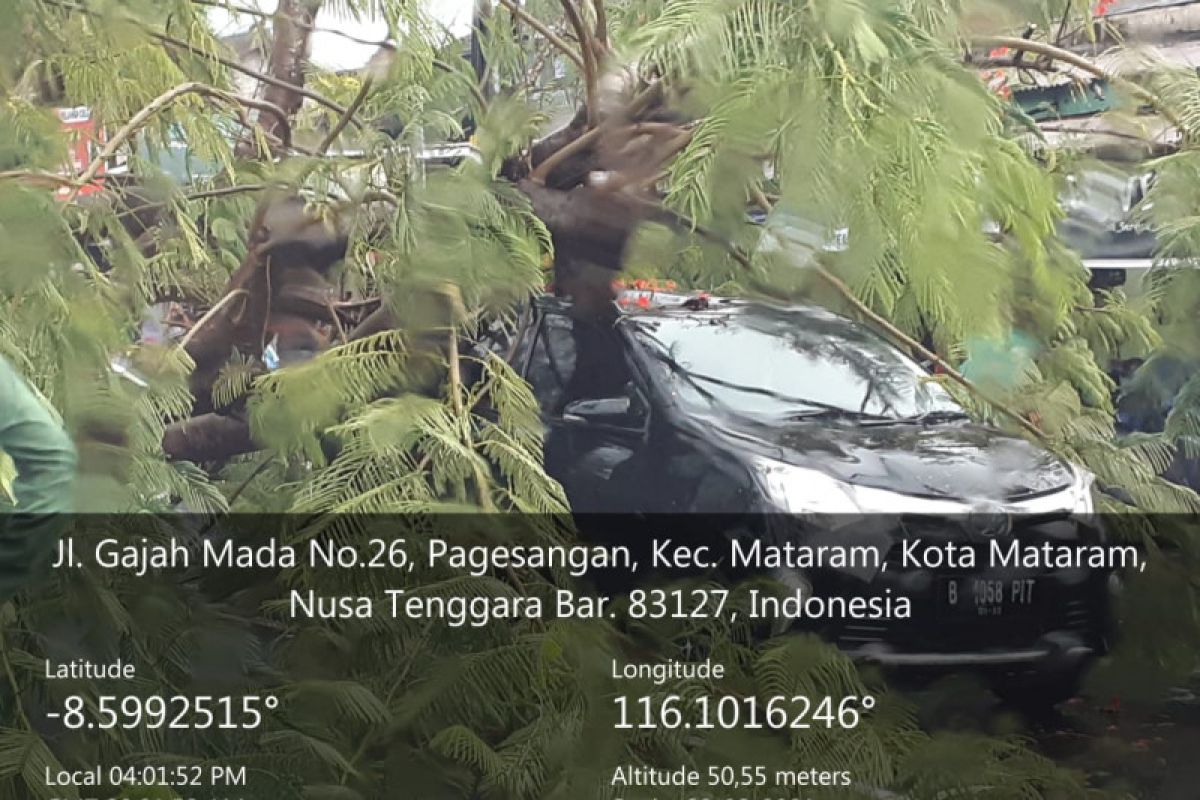 Pohon tumbang timpa mobil di Jalan Gajahmada Mataram