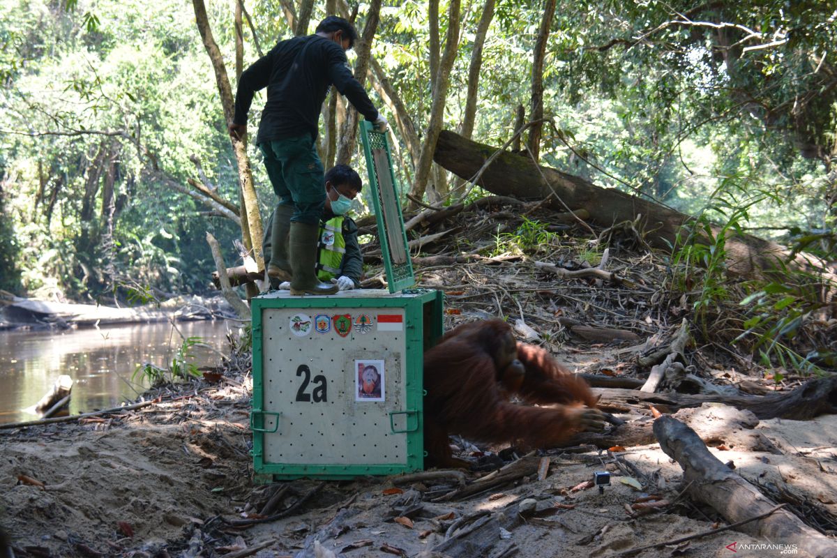 BKSDA lepasliarkan tujuh orangutan