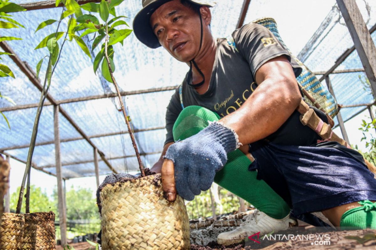 BNF siapkan 40.000 bibit untuk ditanam di lahan bekas kebakaran lahan