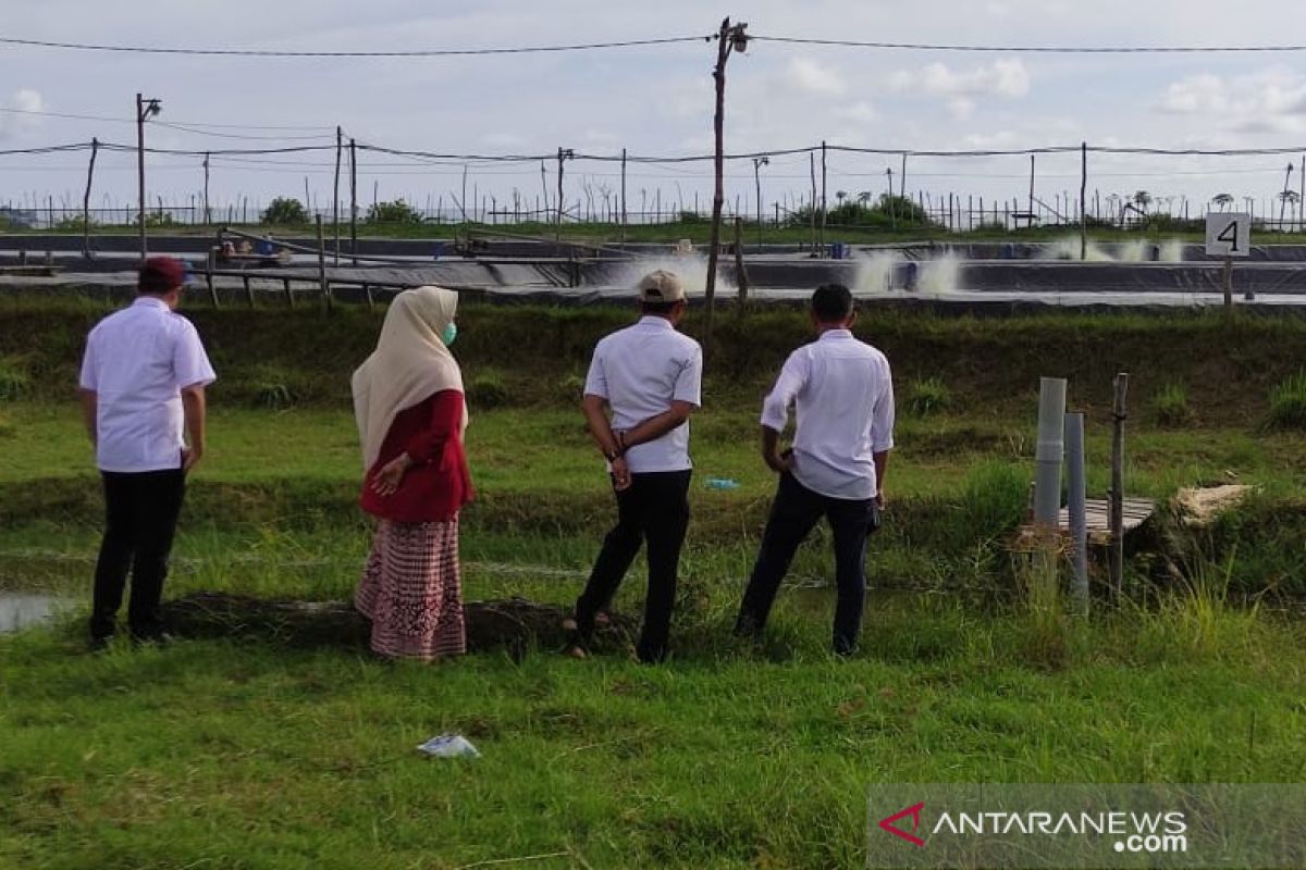 Budidaya udang vaname di Aceh Jaya jadi primadona