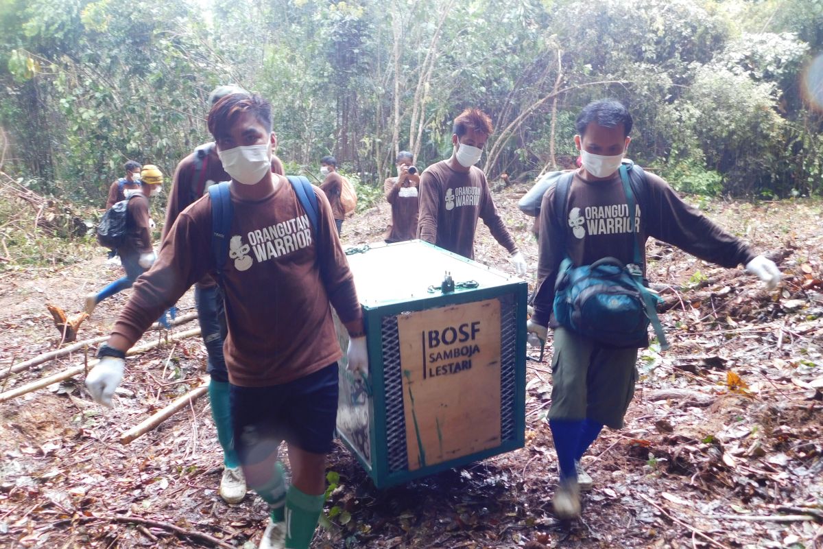 BOSF lakukan pelepasliaran orangutan ke hutan di masa pandemi