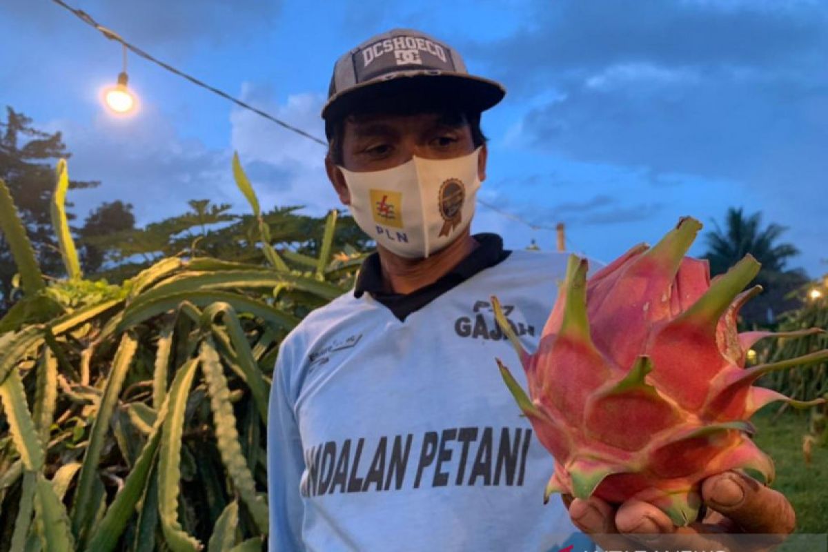 Petani buah naga di Lombok menggunakan penyinaran listrik perbanyak hasil