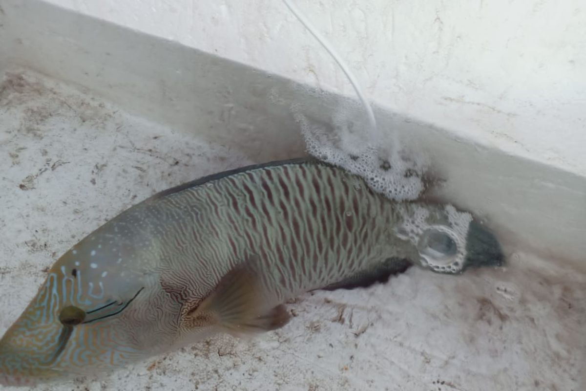 Ikan langka jenis napoleon hasil tangkapan ilegal berhasil diselamatkan