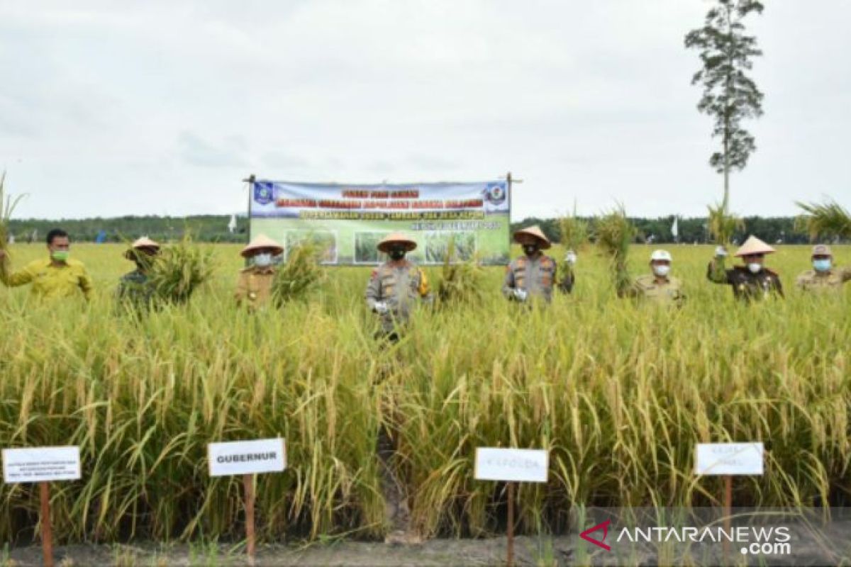 Masyarakat Bangka Selatan Panen Padi sawah di masa pandemi