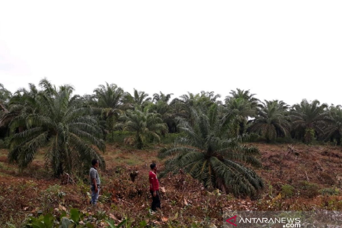 Harga terendah sawit di Mukomuko Rp1.870/ kilogram