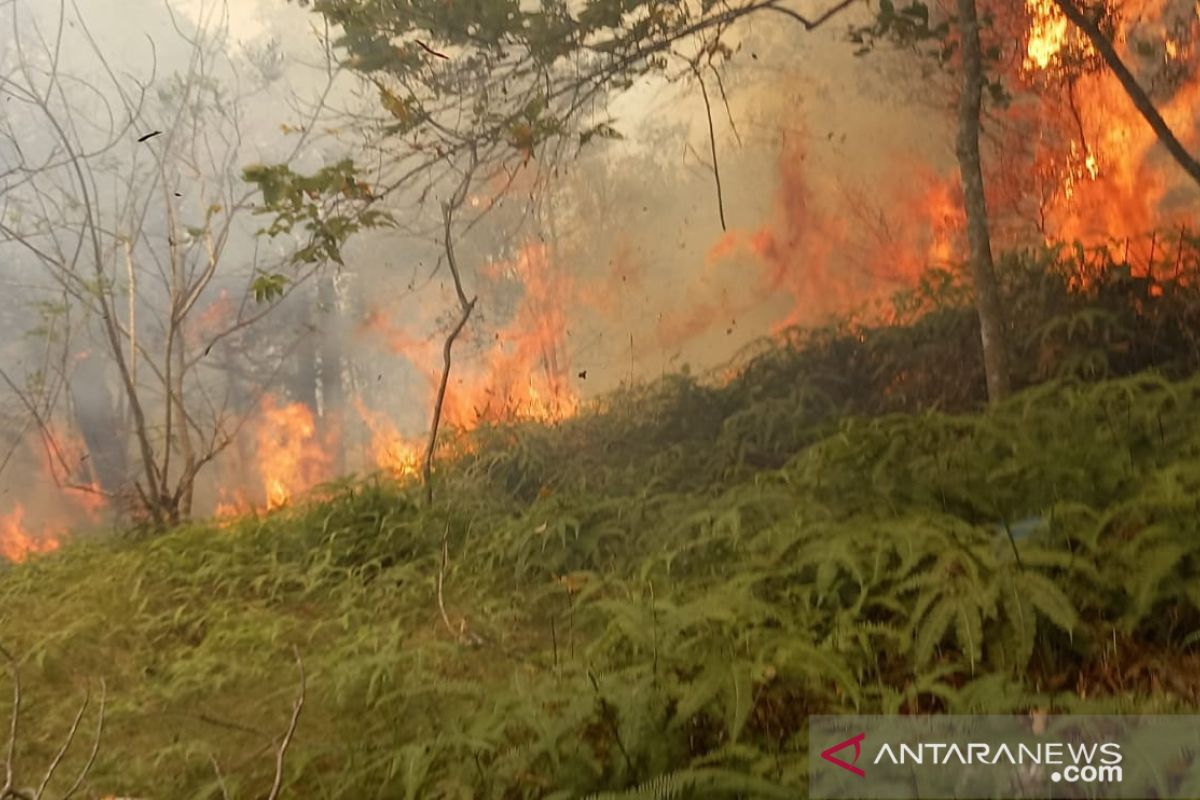 Sejak Februari, lima kawasan hutan di Batam terbakar