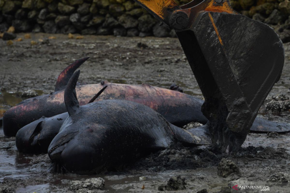 52 paus terdampar di Jawa Timur karena penyakit
