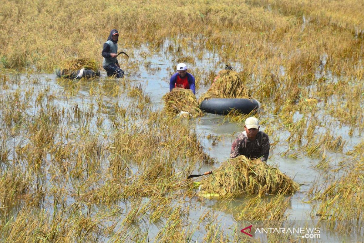 Kementan antisipasi gagal  panen karena bencana dan curah hujan tinggi