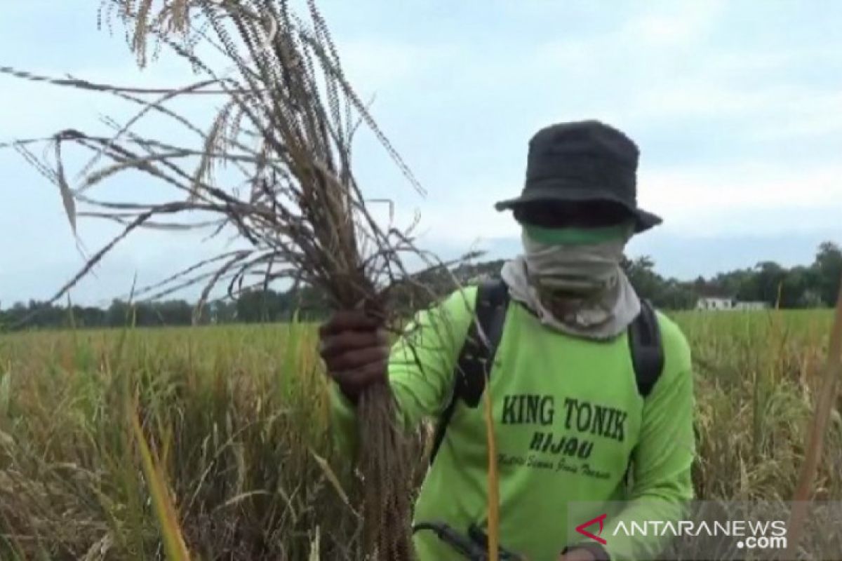 Hama wereng serang tanaman padi di Magetan