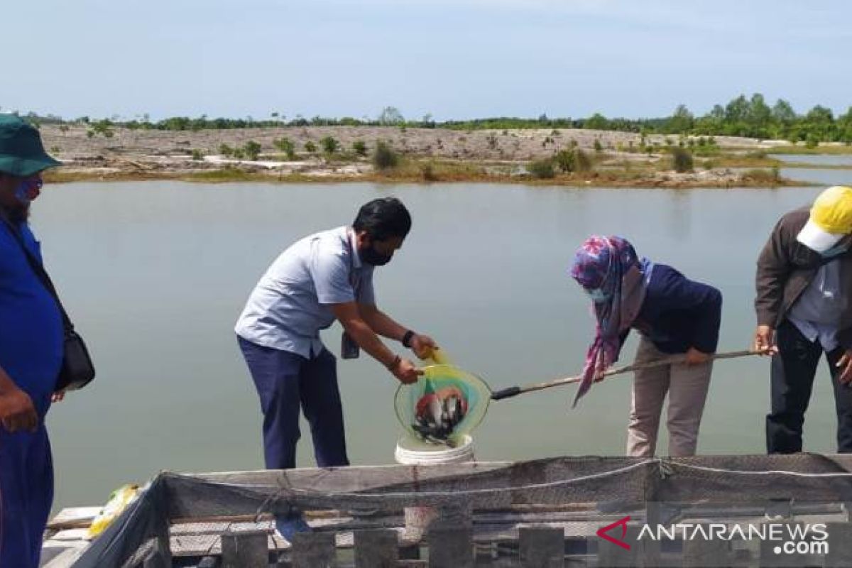 Kelompok Lingkungan Bangka - PT Timah panen kakap putih