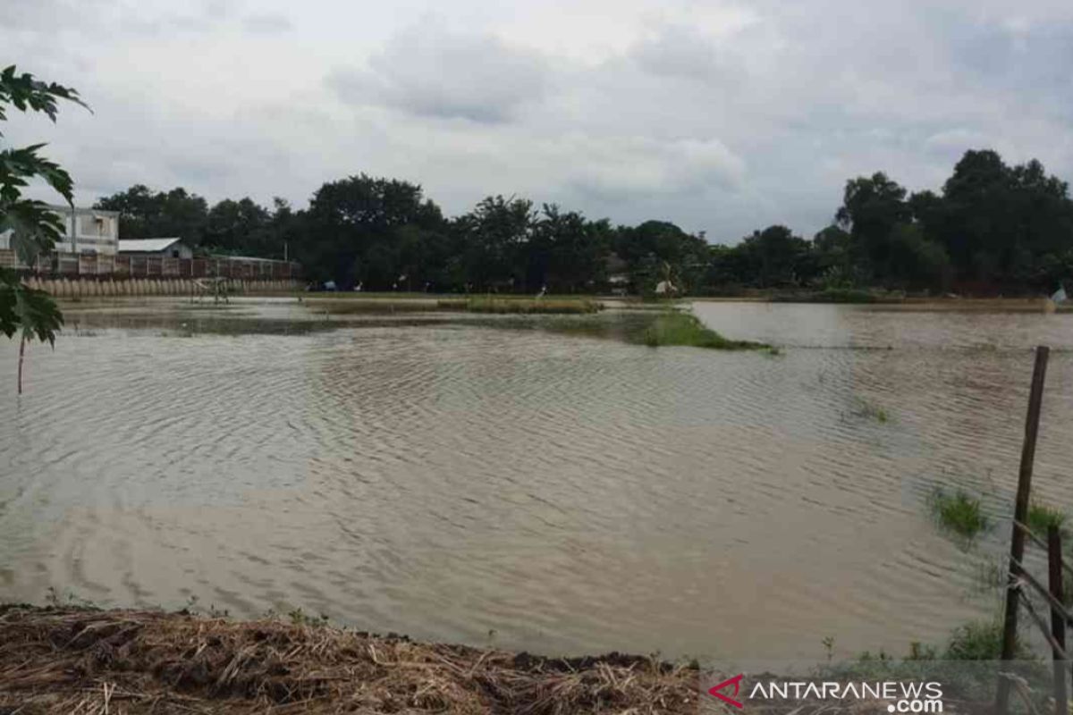 19.433 hektare sawah di Kabupaten Bekasi terendam banjir